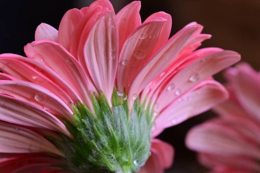 Güzel Gerbera çiçeği, yakın görüş. 