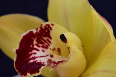 Siyah arkaplanı olan sarı orkide çiçeği. 