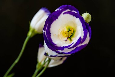 Arka planda güzel bahar çiçekleri