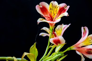 siyah zemin güzel zambak 