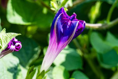 Bahçedeki güzel çiçek