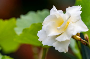 Bahçede büyüyen güzel bir gül çiçeği