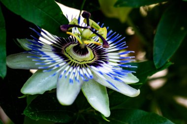 Güzel tutku çiçeğinin yakın görüntüsü