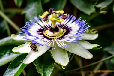 Güzel tutku çiçeğinin yakın görüntüsü