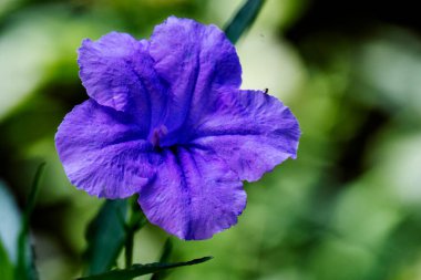 Yeşil yapraklı mavi çiçekler
