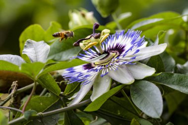 Güzel çiçek bahçede büyüyen