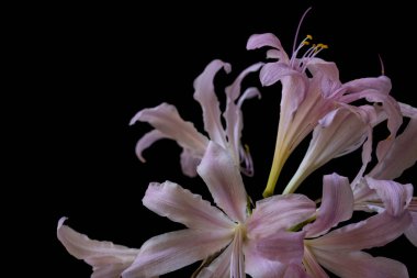 Güzel pembe çiçekler, yakın görüş.