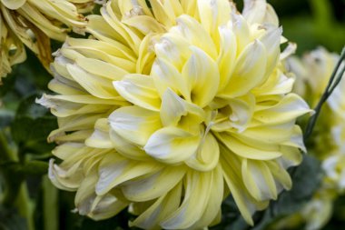 Bahçede açan güzel sarı çiçekler..