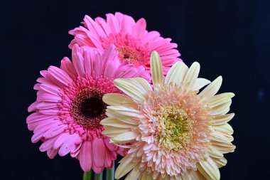 Gerbera çiçeklerini kapayın.