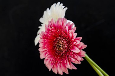 Güzel Gerbera çiçeklerini kapayın. 