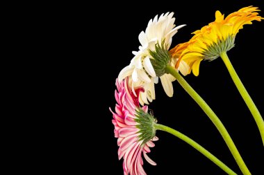 Güzel Gerbera çiçeklerini kapayın. 