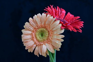 Koyu arkaplanda güzel Gerbera çiçekleri