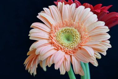 Koyu arkaplanda güzel Gerbera çiçekleri