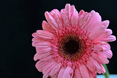 Gerbera çiçeği koyu arkaplanda