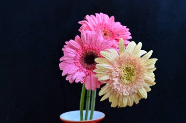 Koyu arkaplanda güzel Gerbera çiçekleri