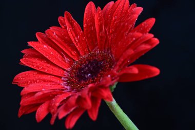 Kırmızı Gerbera çiçeğini kapat.