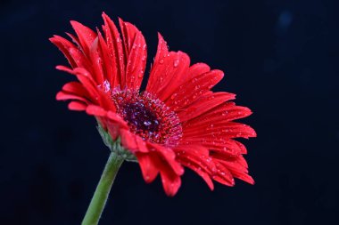 Siyah arka planda güzel kırmızı gerbera çiçeği