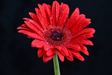 Siyah arka planda güzel kırmızı gerbera çiçeği