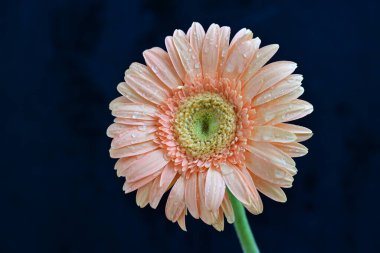 Siyah arka planda güzel pembe gerbera çiçeği, yakın plan 