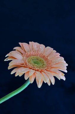 Siyah arka planda güzel pembe gerbera çiçeği, yakın plan 