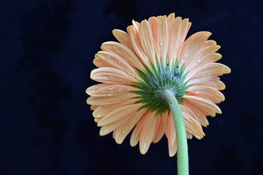 Siyah arka planda güzel pembe gerbera çiçeği, yakın plan 