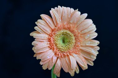 Siyah arka planda güzel pembe gerbera çiçeği, yakın plan 