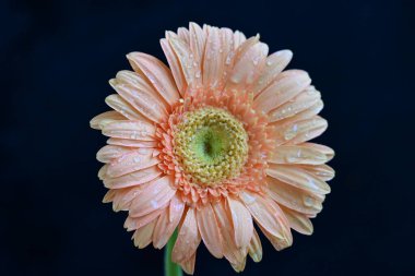 Siyah arka planda güzel pembe gerbera çiçeği, yakın plan 