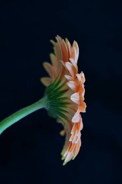 Siyah arka planda güzel pembe gerbera çiçeği, yakın plan 