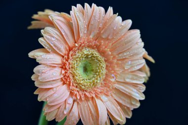 Koyu arkaplanda güzel Gerbera çiçekleri 