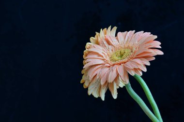 Koyu arkaplanda güzel Gerbera çiçekleri 