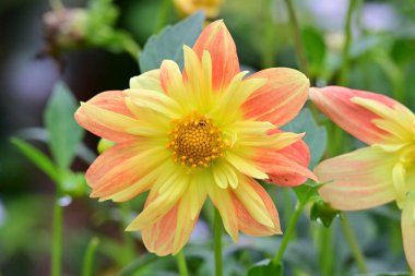 Bahçede sarı yıldız çiçeği çiçek 