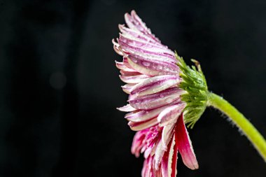 siyah arka plan ile gerbera çiçek