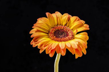 Gerbera çiçeği koyu arkaplanda