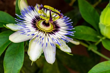 Güzel tutku çiçeğinin yakın görüntüsü