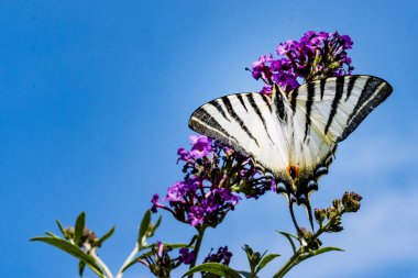 Doğada gökyüzüne karşı kelebek