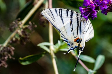 Doğada gökyüzüne karşı kelebek
