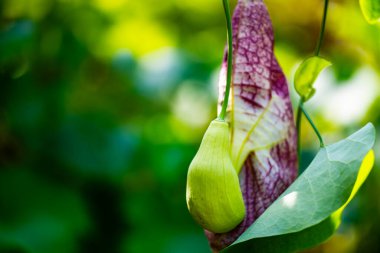 Çiçek açan Pelikan çiçeğinin yakın görüntüsü 