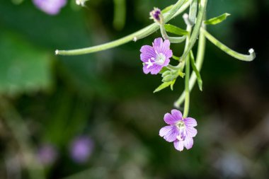 beautiful pink flowers, close up view