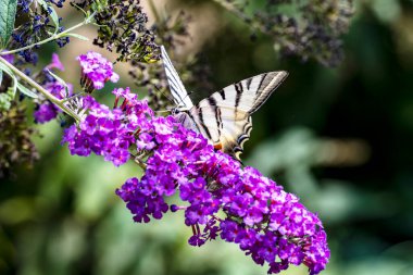Doğada gökyüzüne karşı kelebek