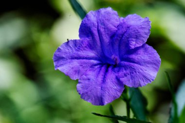Güzel çiçek bahçede büyüyen