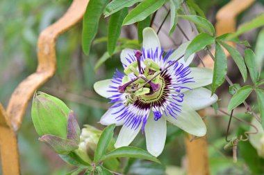Güzel tutku çiçeğinin yakın görüntüsü