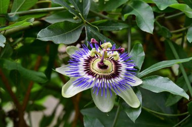 Güzel tutku çiçeğinin yakın görüntüsü