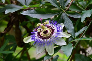 Güzel tutku çiçeğinin yakın görüntüsü