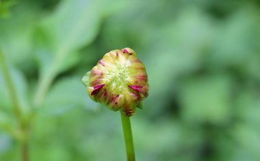 Güzel çiçek bahçede büyüyen