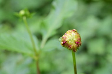 Bahçede kırmızı gül