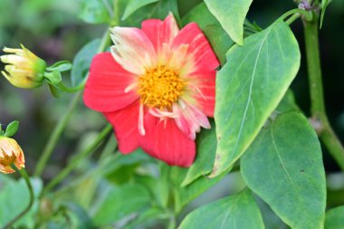 Güzel pembe çiçekler, yakın görüş.