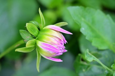 Güzel pembe çiçekler, yakın görüş.