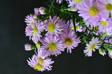 Koyu arkaplanda güzel bahar mor çiçekleri