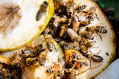 Arı ve bal yakın çekim