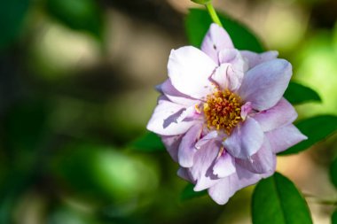 Güzel pembe çiçekler, yakın görüş.